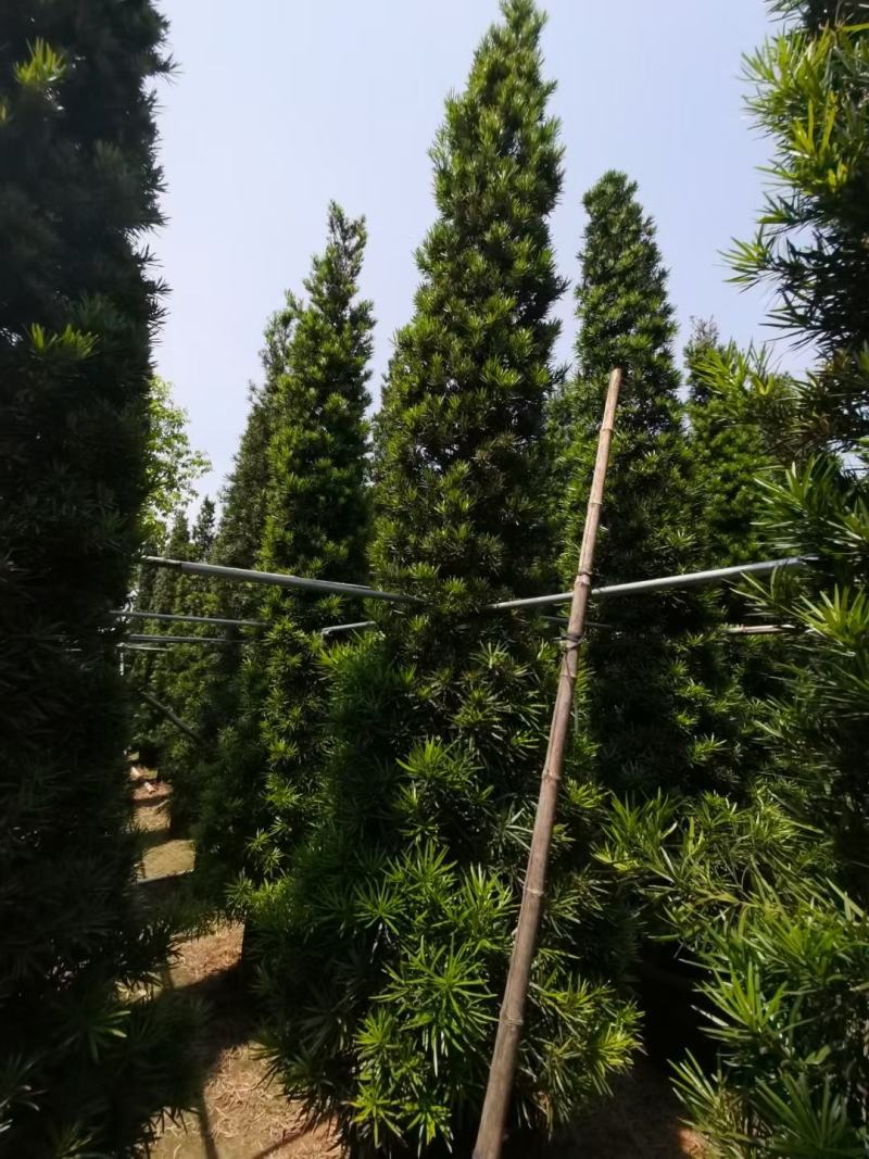 罗汉松！广东省揭阳市榕城区基地大量直销罗汉松！