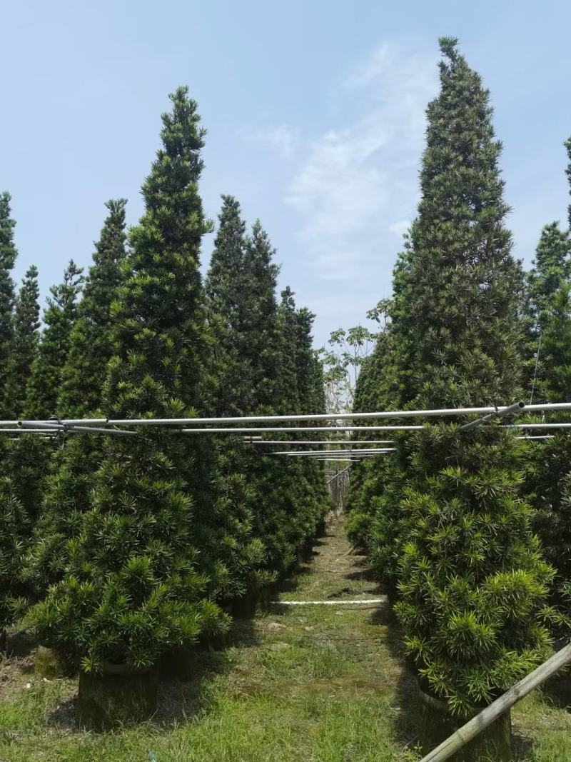 罗汉松！广东省揭阳市榕城区基地大量直销罗汉松！