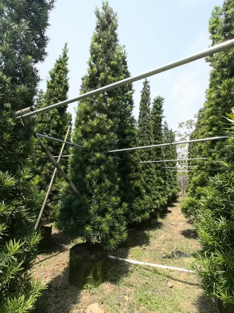 罗汉松！广东省揭阳市榕城区基地大量直销罗汉松！