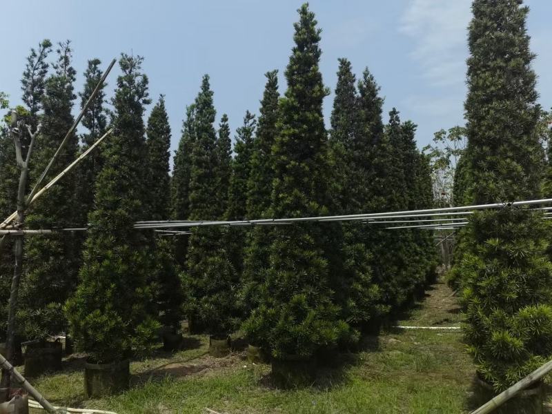 罗汉松！广东省揭阳市榕城区基地大量直销罗汉松！