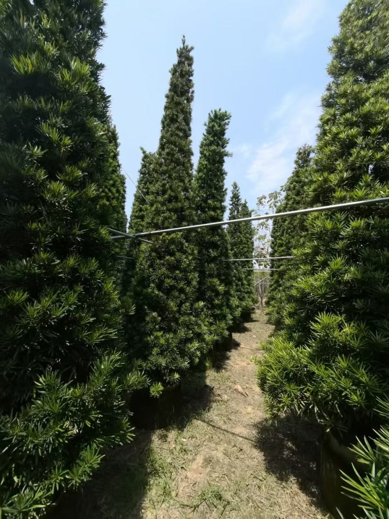罗汉松！广东省揭阳市榕城区基地大量直销罗汉松！
