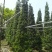 罗汉松！广东省揭阳市榕城区基地大量直销罗汉松！