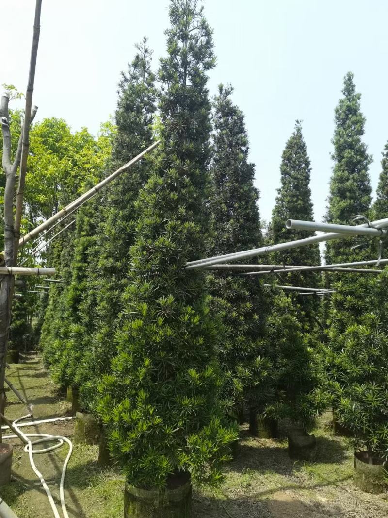 罗汉松！广东省揭阳市榕城区基地大量直销罗汉松！