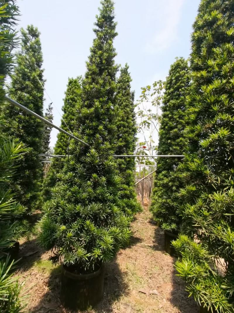 罗汉松！广东省揭阳市榕城区基地大量直销罗汉松！