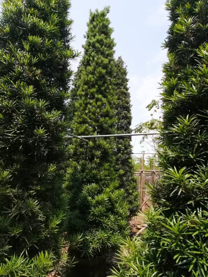 罗汉松！广东省揭阳市榕城区基地大量直销罗汉松！