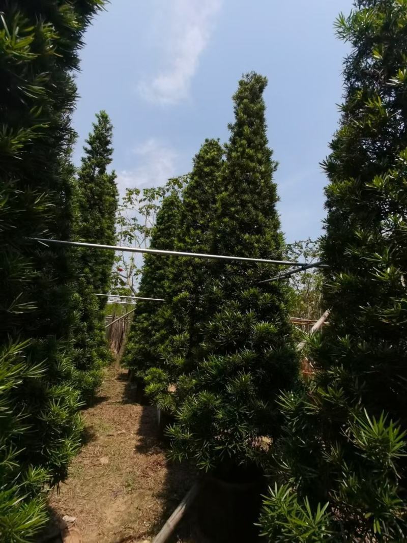 罗汉松！广东省揭阳市榕城区基地大量直销罗汉松！