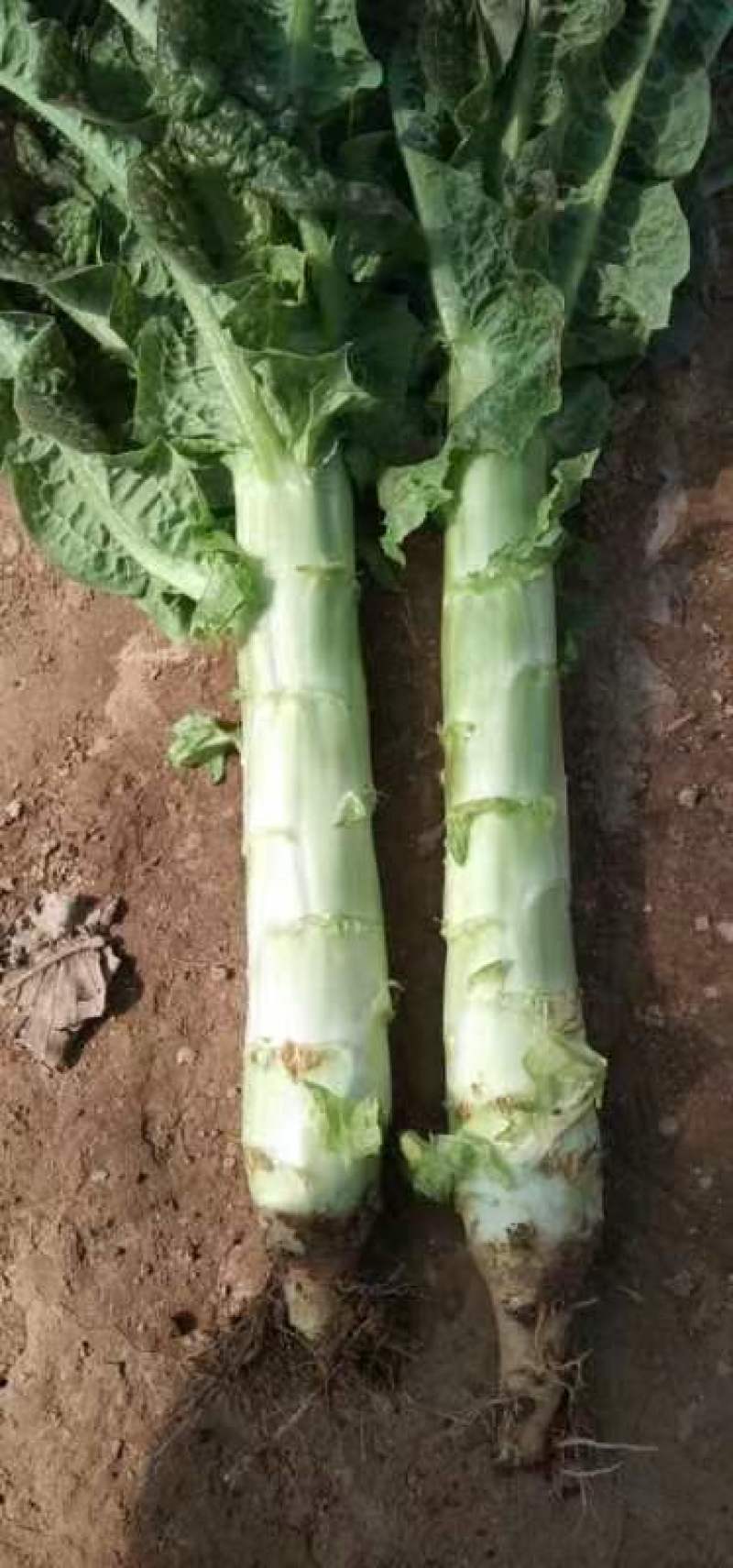 定西精品莴笋现挖现发量大从优产地直发