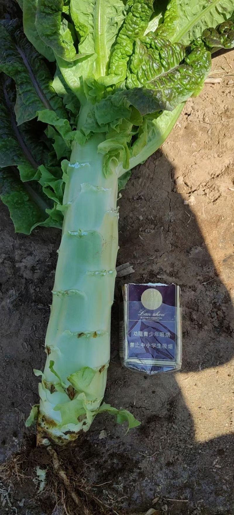 定西精品莴笋现挖现发量大从优产地直发