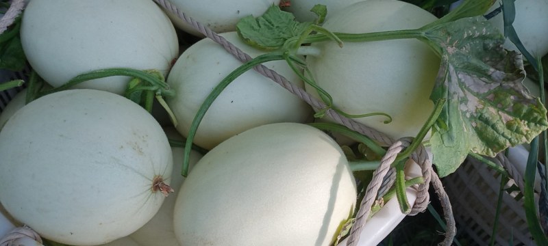 江苏东台玉菇甜瓜，基地一手货源保质保量全国发