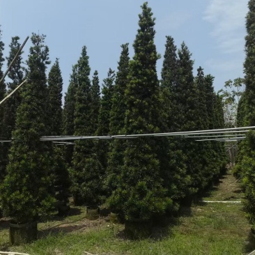 罗汉松！广东省揭阳市榕城区基地大量直销罗汉松！