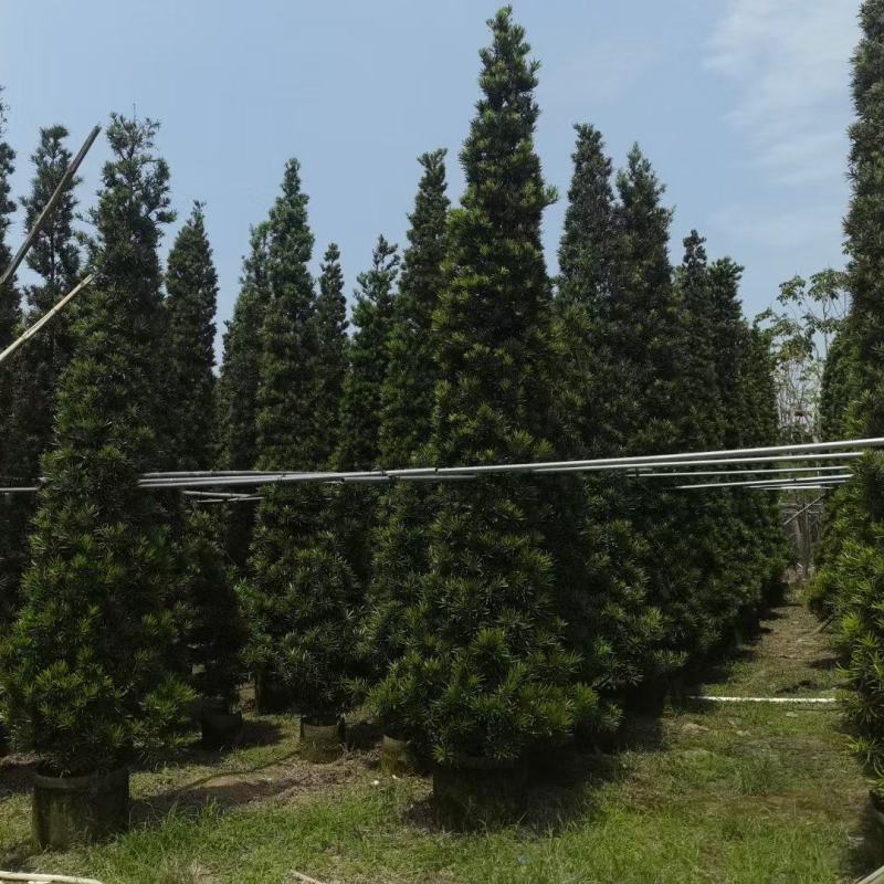 罗汉松！广东省揭阳市榕城区基地大量直销罗汉松！