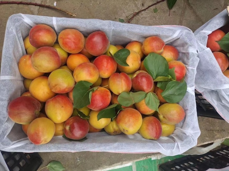 陕西金太阳丰源红凯特杏上市，货源充足，价格合理，大量有