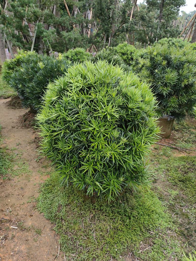 罗汉松，广东省揭阳市榕城区基地直销罗汉松。