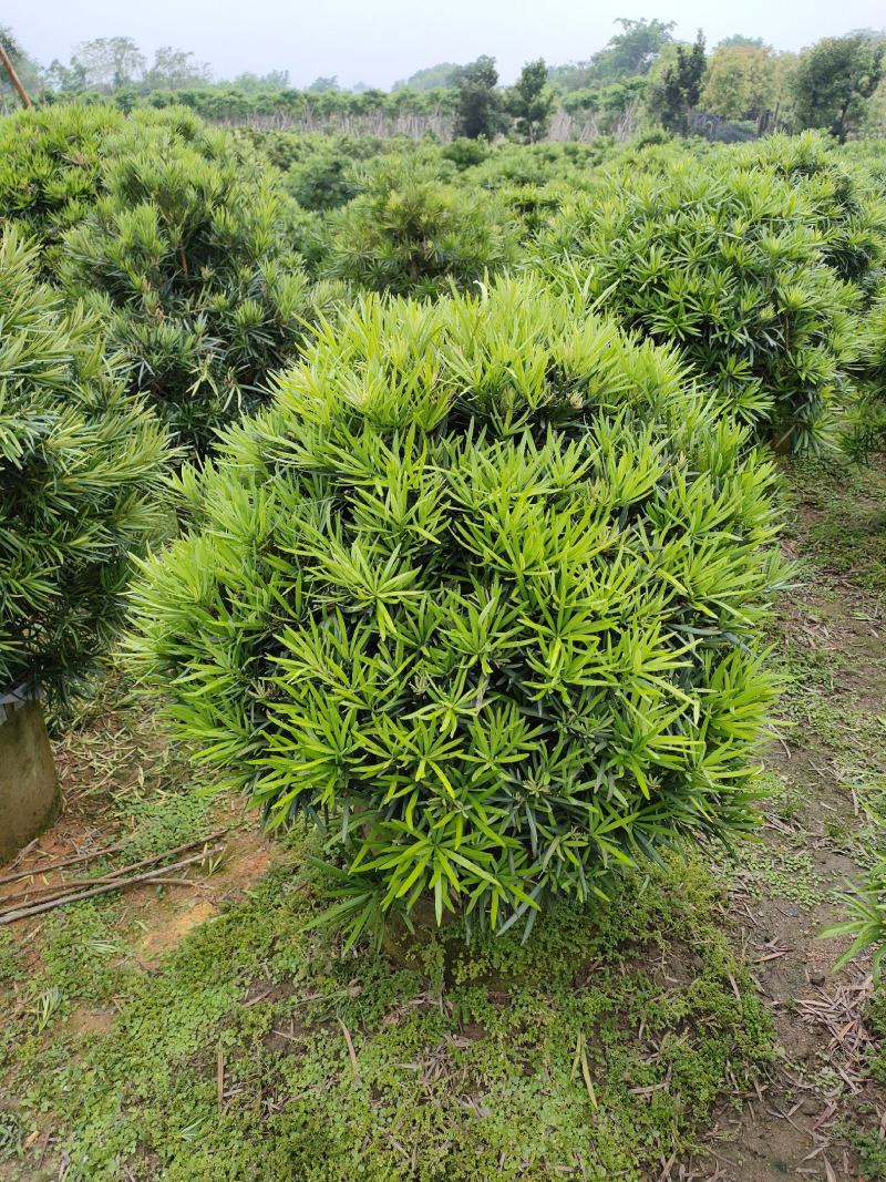 罗汉松，广东省揭阳市榕城区基地直销罗汉松。
