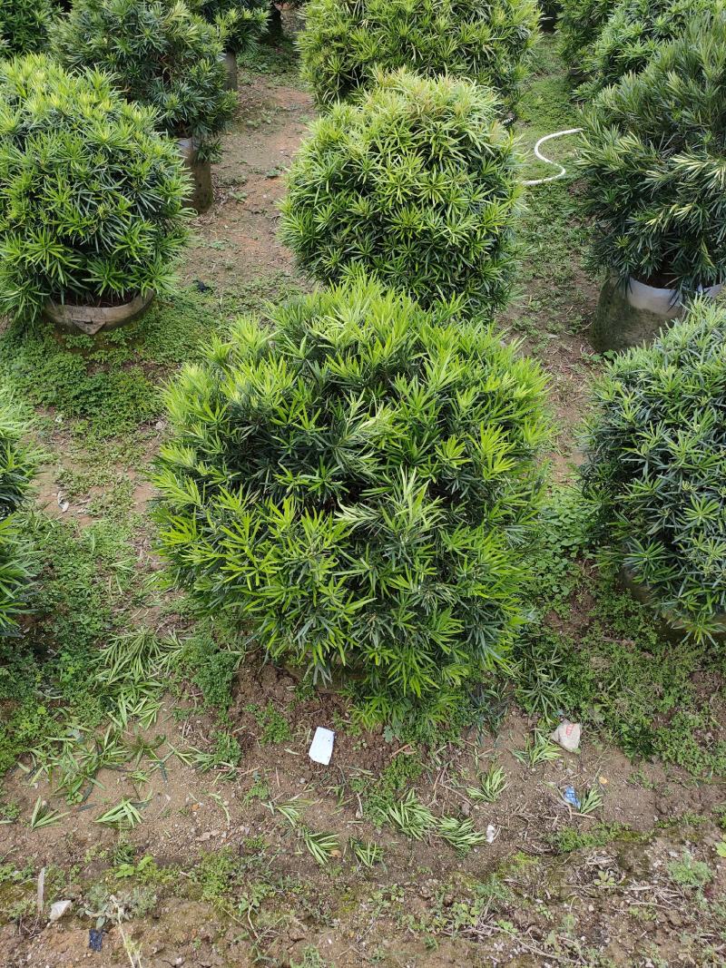 罗汉松，广东省揭阳市榕城区基地直销罗汉松。