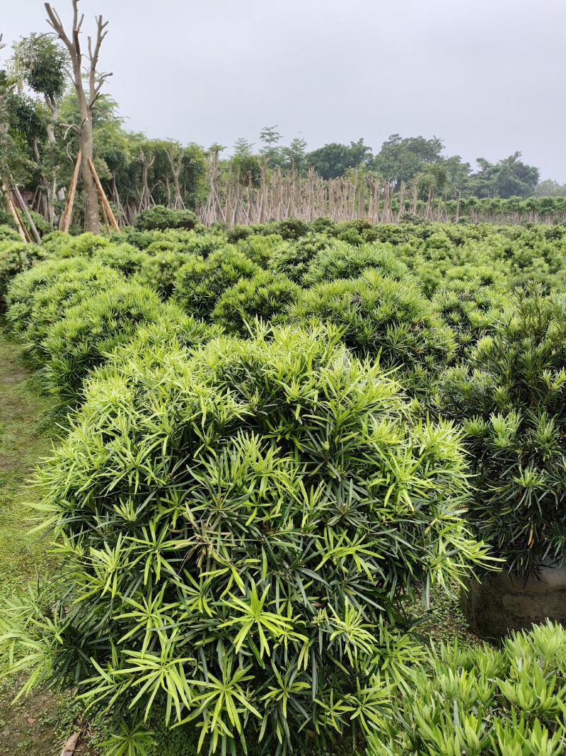 罗汉松，广东省揭阳市榕城区基地直销罗汉松。