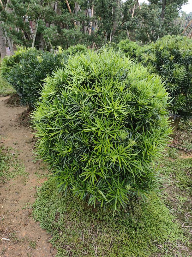 罗汉松，广东省揭阳市榕城区基地直销罗汉松。