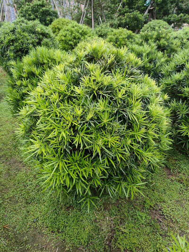 罗汉松，广东省揭阳市榕城区基地直销罗汉松。