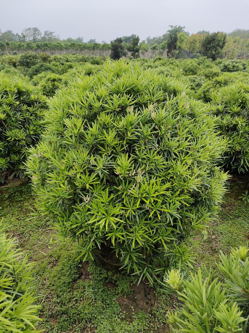 罗汉松，广东省揭阳市榕城区基地直销罗汉松。