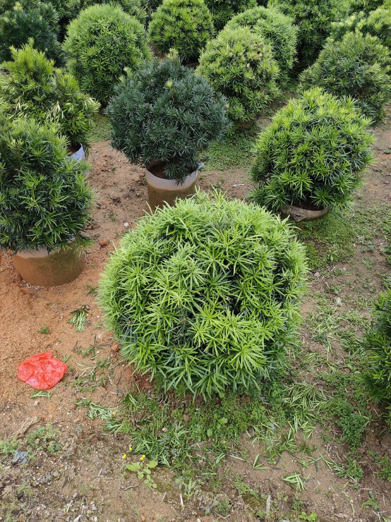 罗汉松，广东省揭阳市榕城区基地直销罗汉松。