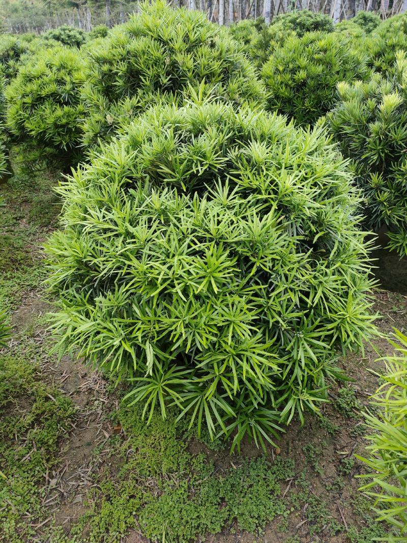 罗汉松，广东省揭阳市榕城区基地直销罗汉松。