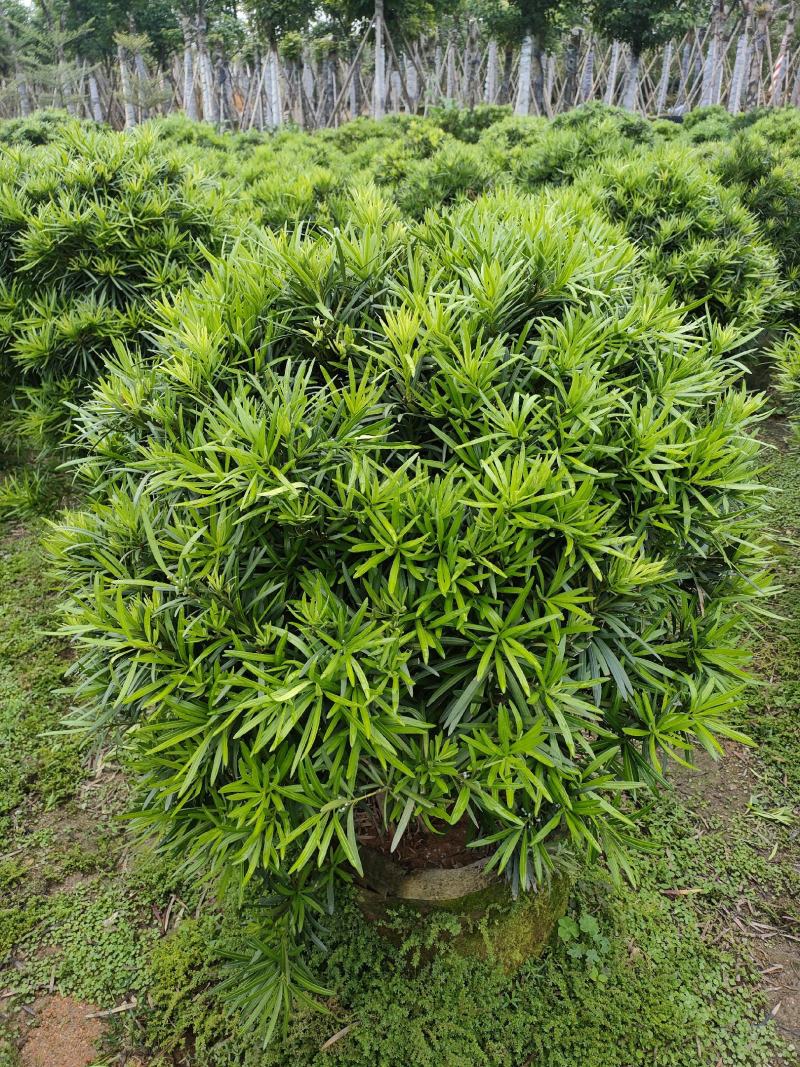 罗汉松，广东省揭阳市榕城区基地直销罗汉松。