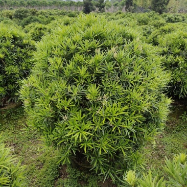 罗汉松，广东省揭阳市榕城区基地直销罗汉松。