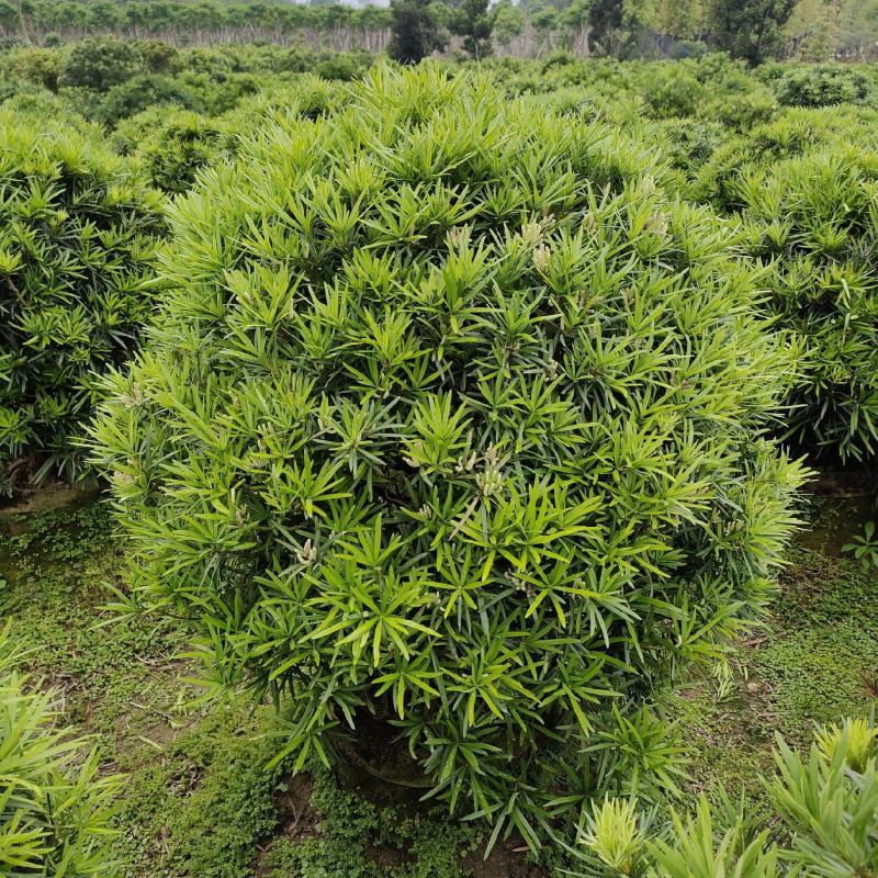 罗汉松，广东省揭阳市榕城区基地直销罗汉松。