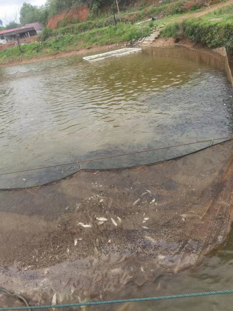 水产鱼苗，草鱼苗，抗病能力强，货真价实，假一赔十