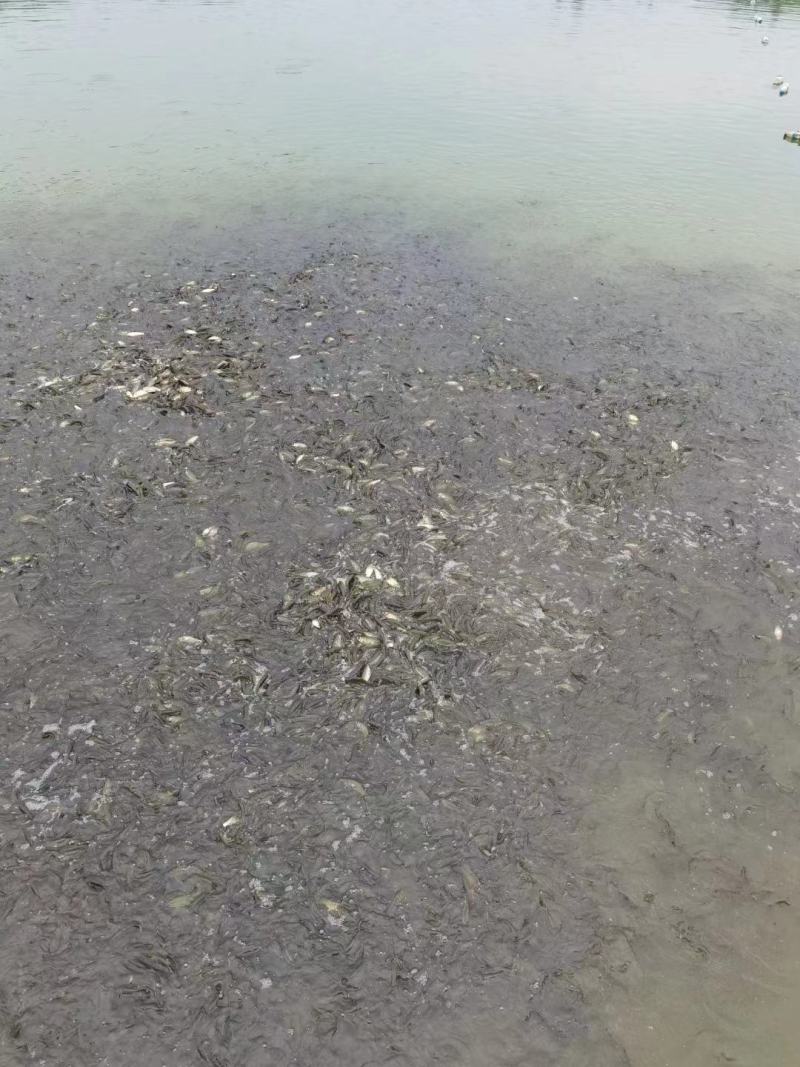 水产鱼苗，草鱼苗，抗病能力强，货真价实，假一赔十