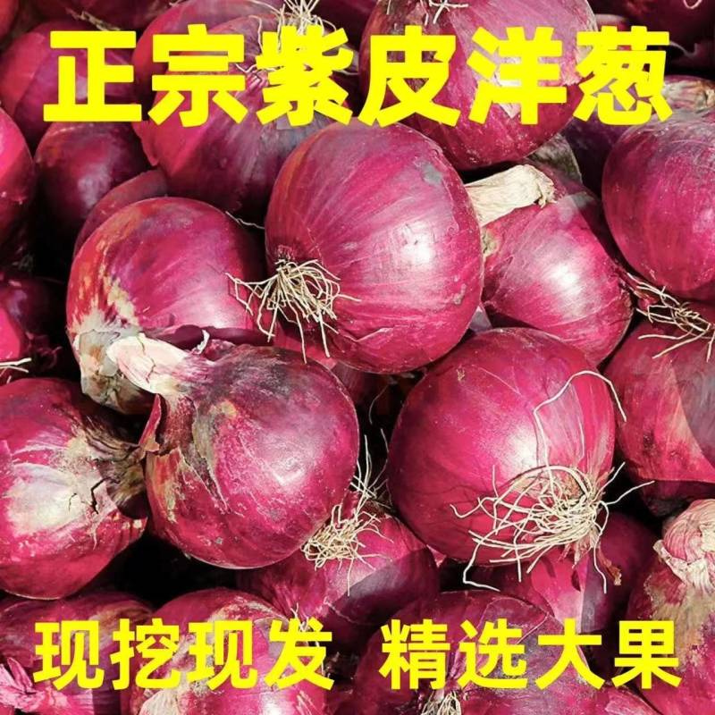 现挖一件代发云南农家自种当季新鲜蔬菜紫皮洋葱农家自种圆葱