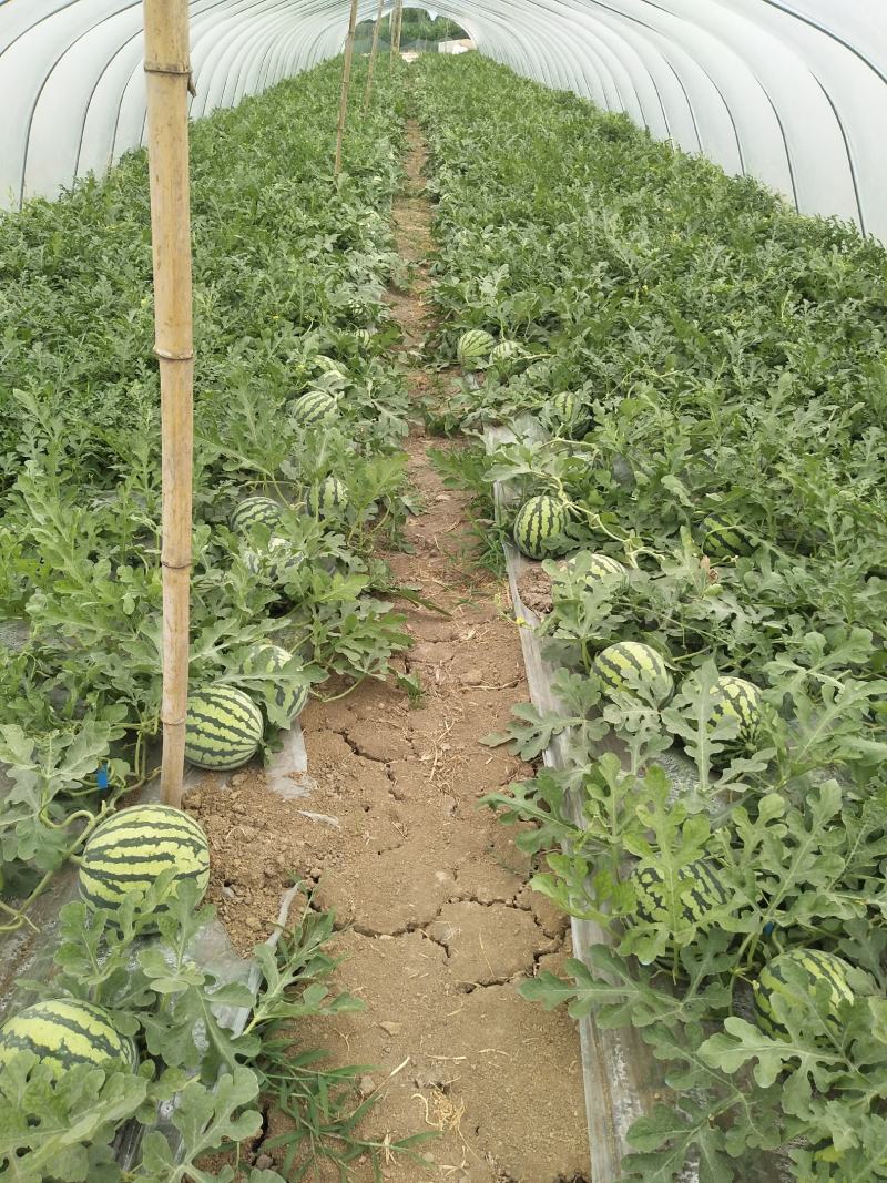 头茬精品无籽美都，现大量上市，欢迎大家前来