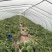 头茬精品无籽美都，现大量上市，欢迎大家前来