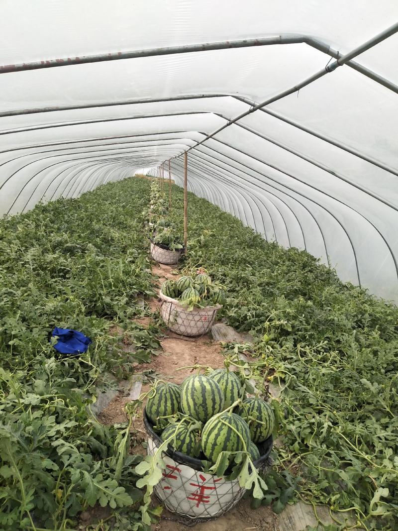 头茬精品无籽美都，现大量上市，欢迎大家前来