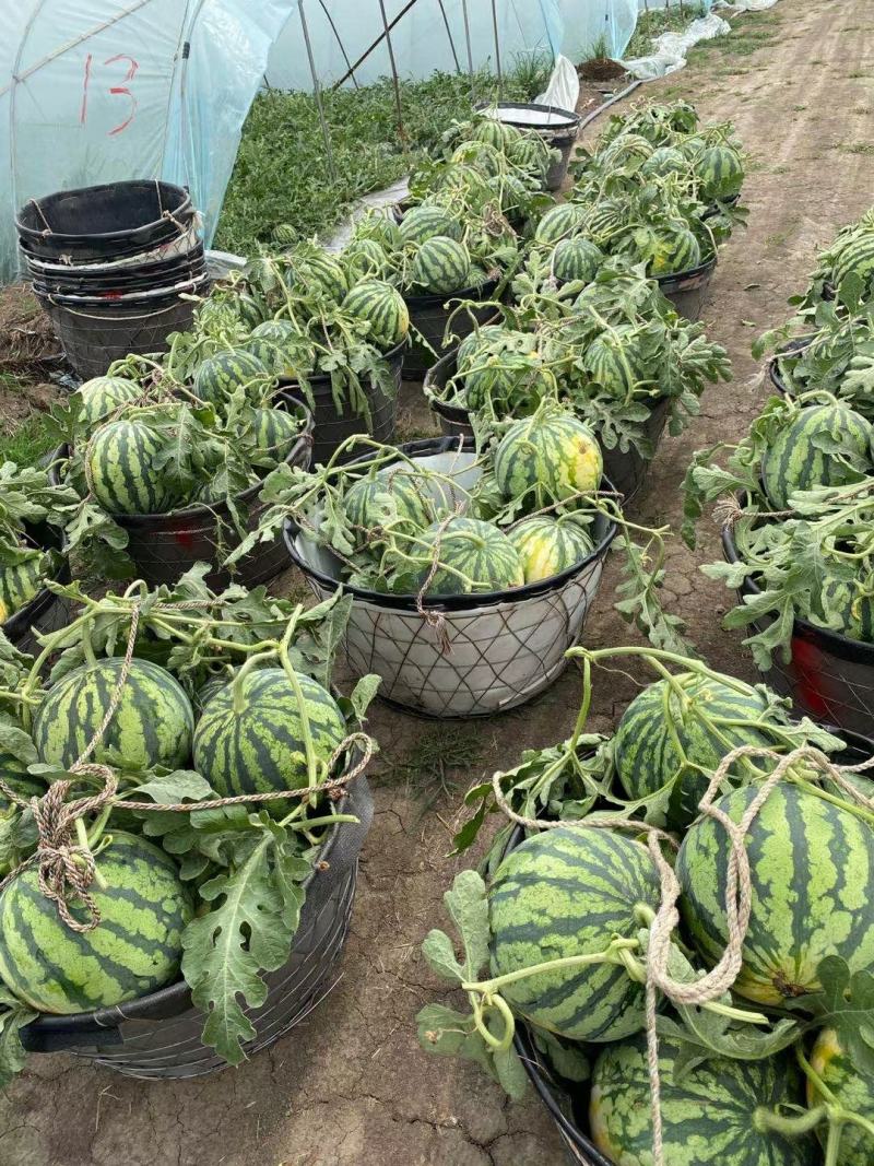 头茬精品无籽美都，现大量上市，欢迎大家前来