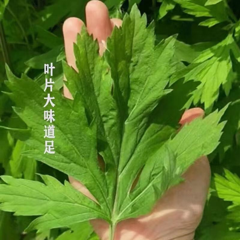 【优质】野生艾草全棵南阳艾桐柏艾叶干产地直发量大从优