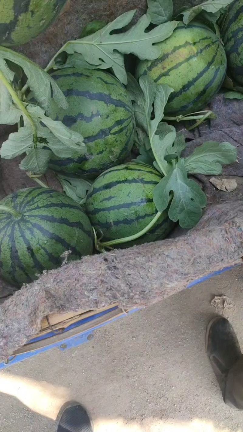 山东潍坊西瓜大量上市口感好皮薄大红壤甜度高代收全国各地