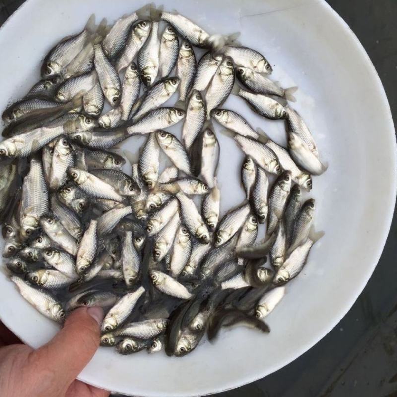 鲜活鲫鱼苗销售