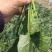 内蒙精品菠菜