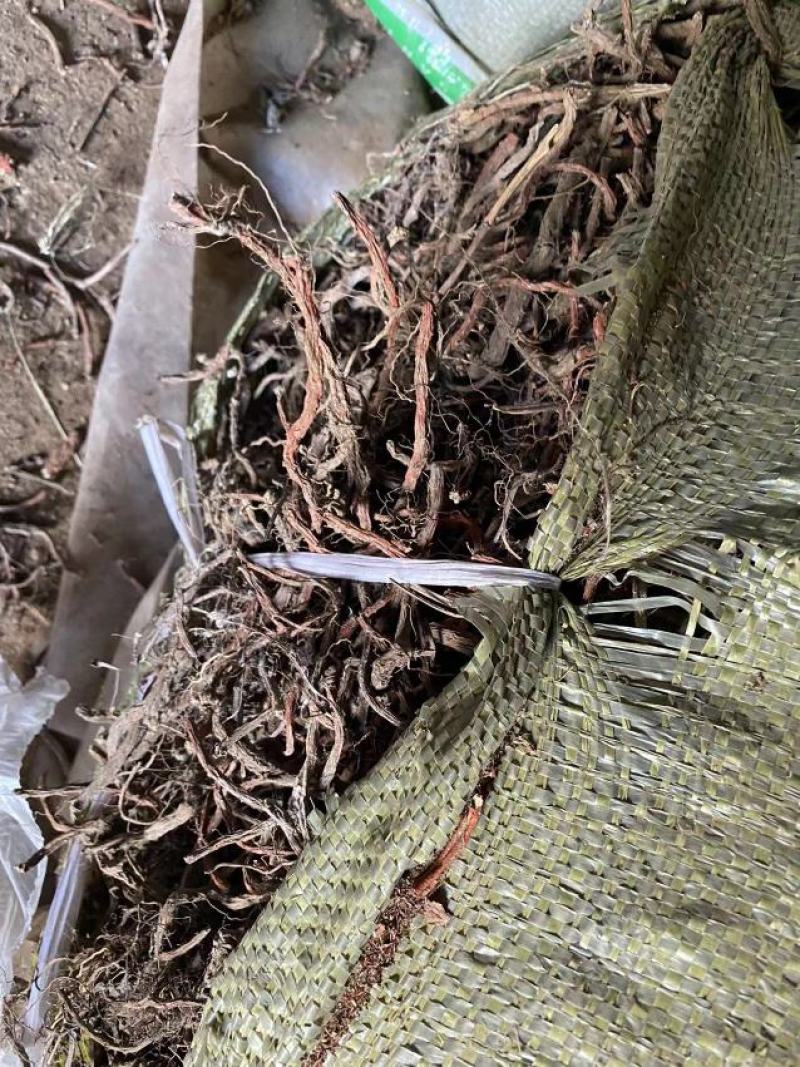 丹参苗载30吨大统货未抽条苗载药厂货20吨
