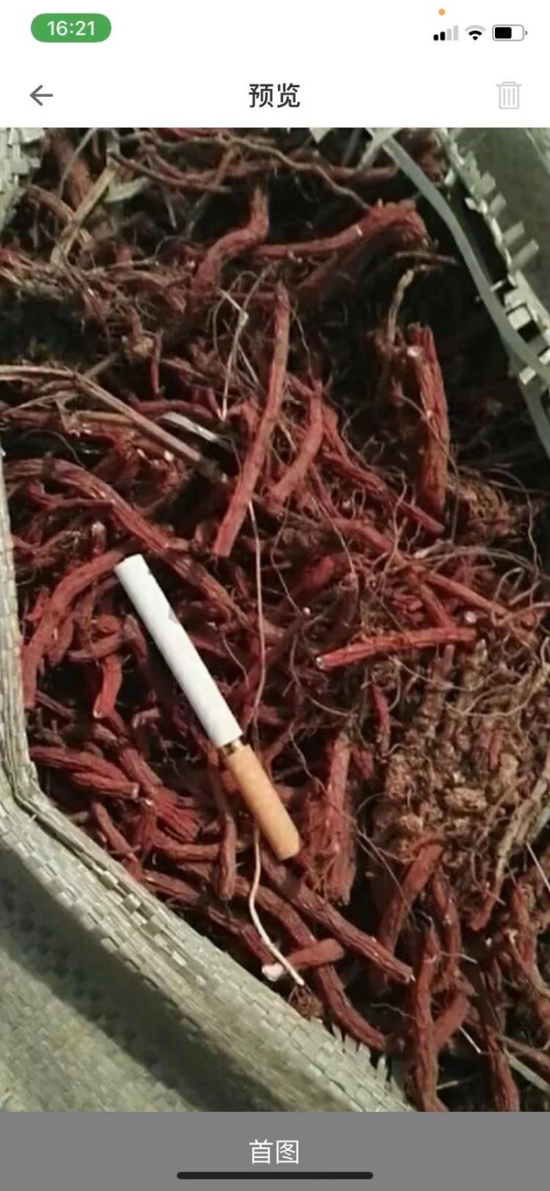 丹参苗载30吨大统货未抽条苗载药厂货20吨