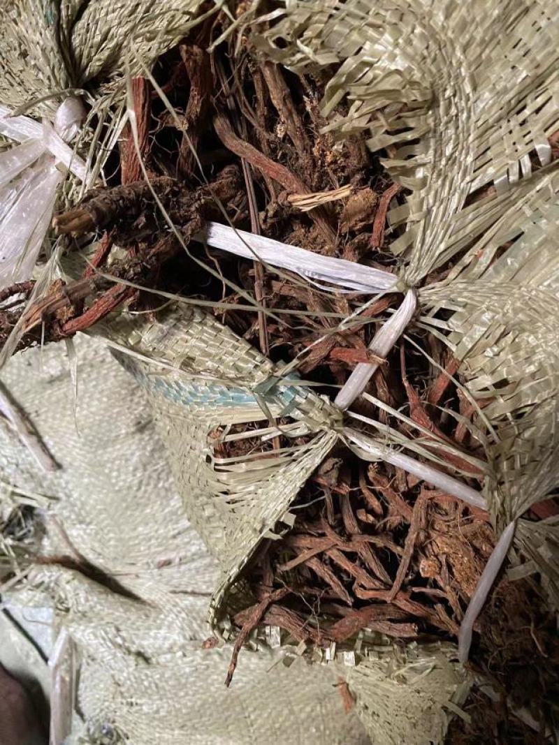 丹参苗载30吨大统货未抽条苗载药厂货20吨