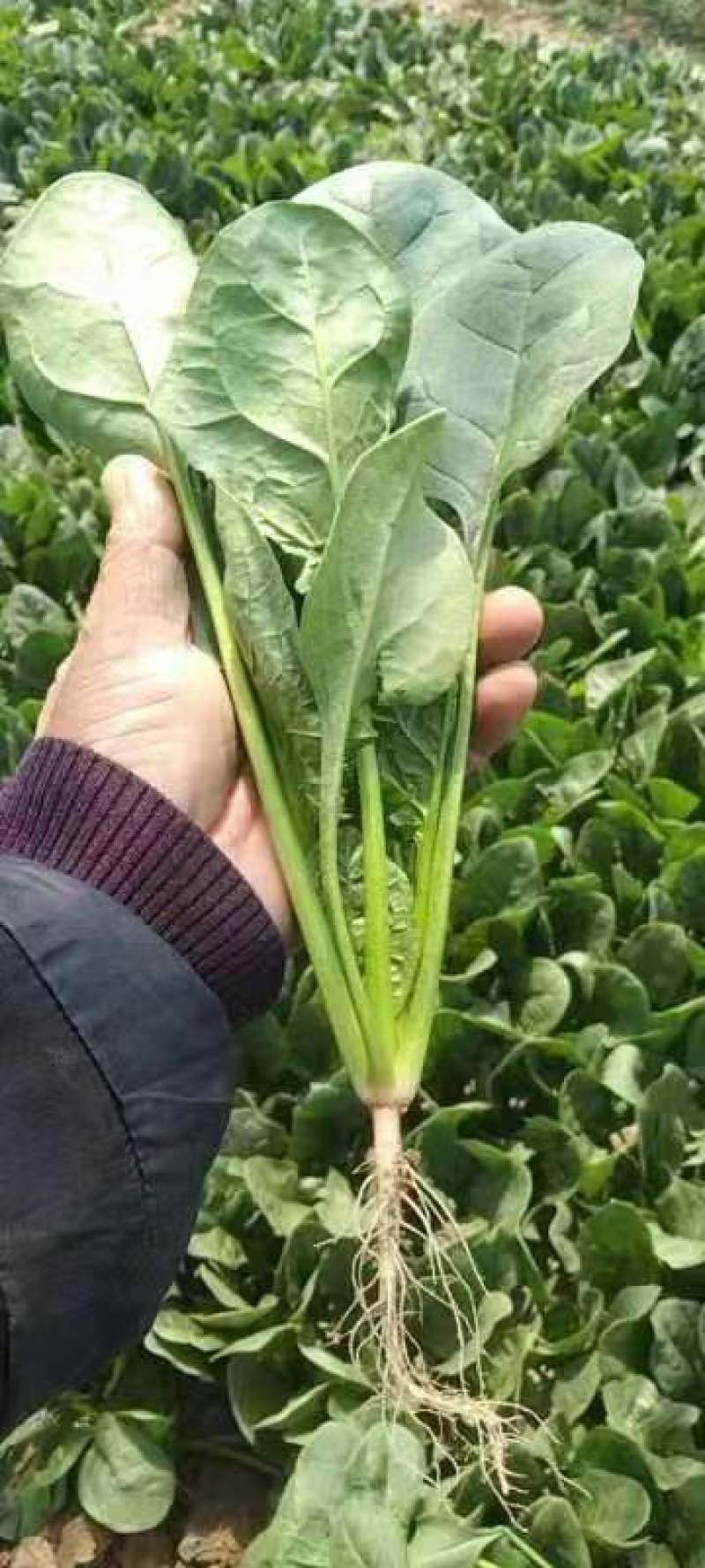 内蒙精品菠菜