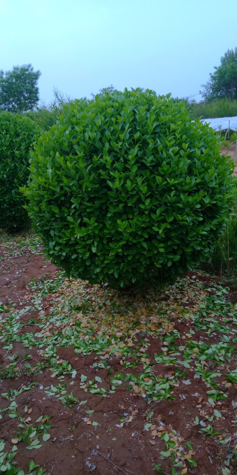 卫毛球各种规格都有量大价格优惠
