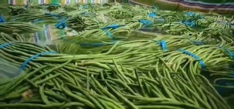 《图片加我威》青豆角大量上市不收客户费用，把你微留给我