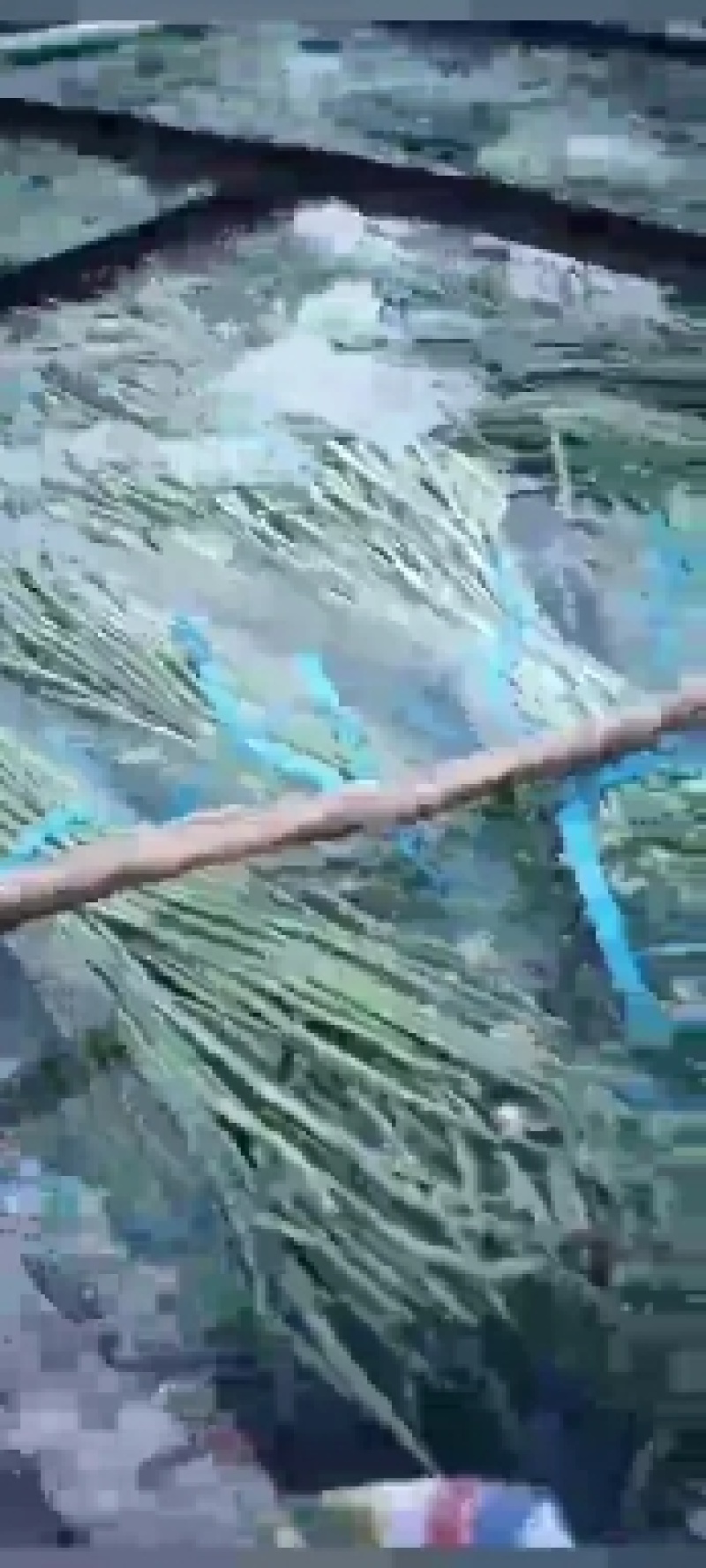 《图片加我威》青豆角大量上市不收客户费用，把你微留给我
