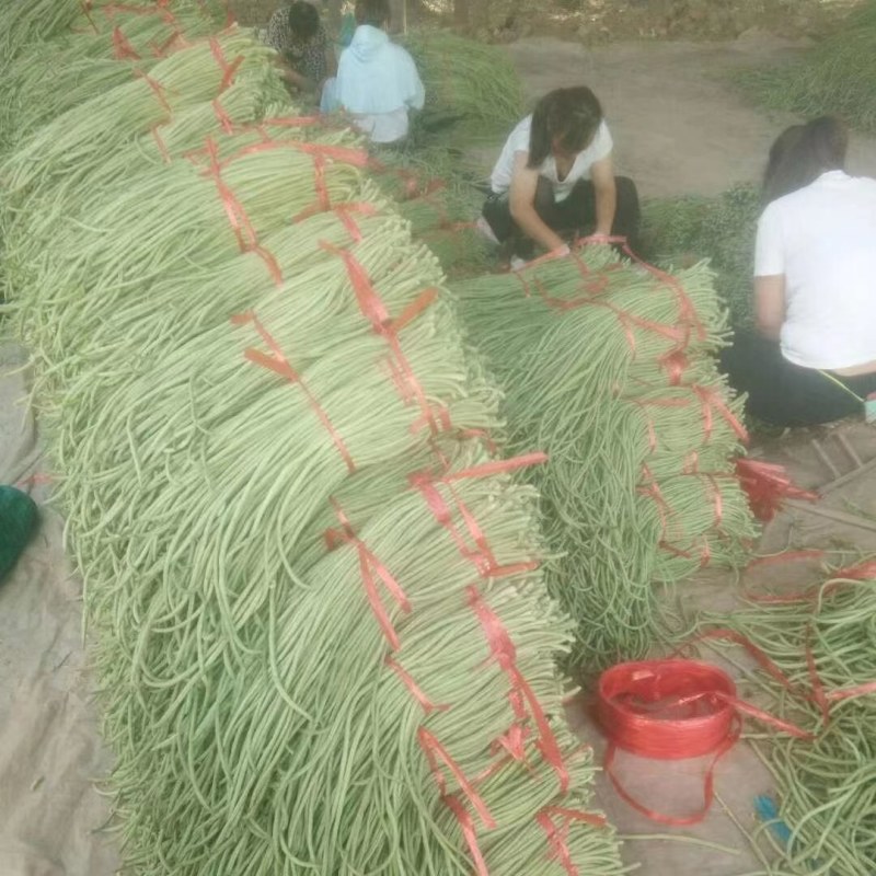 《图片加我威》青豆角大量上市不收客户费用，把你微留给我