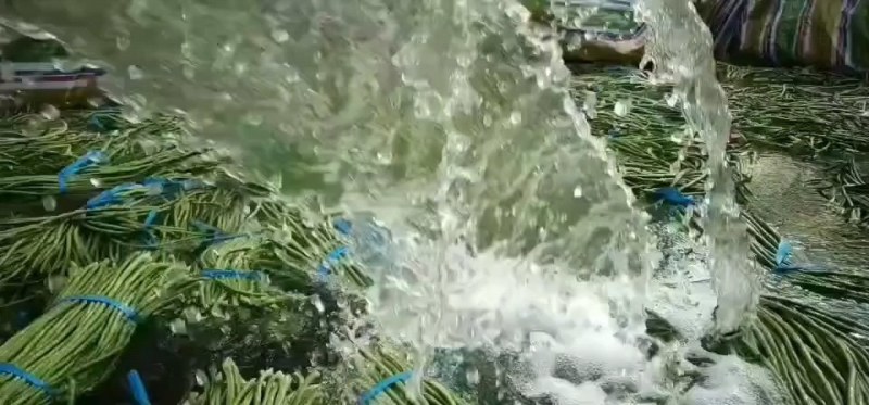 《图片加我威》青豆角大量上市不收客户费用，把你微留给我