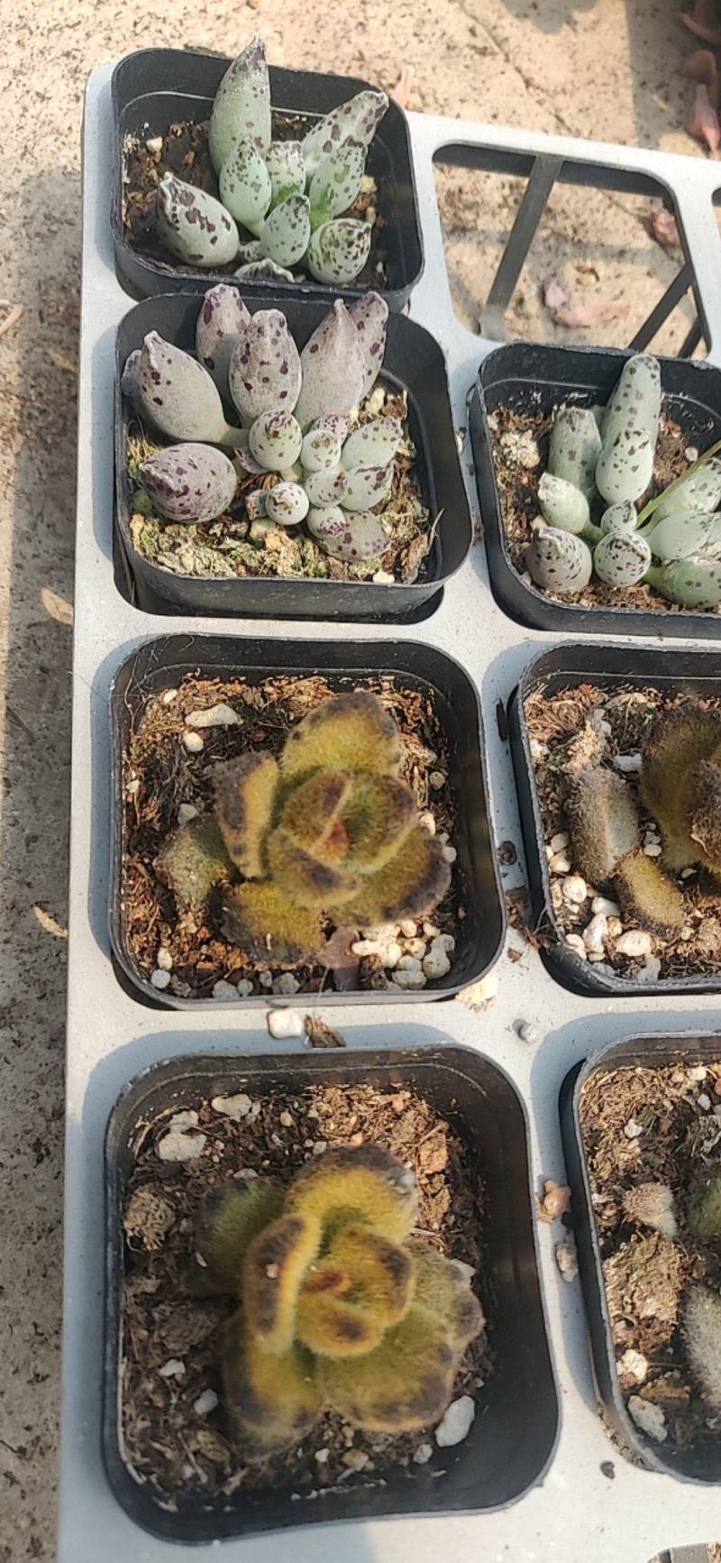 多肉植物大棚种植，产地直销，价格优惠！欢迎选购