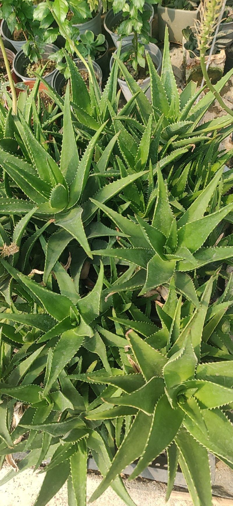 多肉植物大棚种植，产地直销，价格优惠！欢迎选购